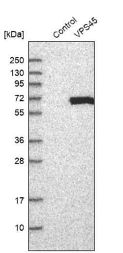 VPS45 Antibody, Novus Biologicals 0.1mL; Unlabeled:Antibodies, Polyclonal